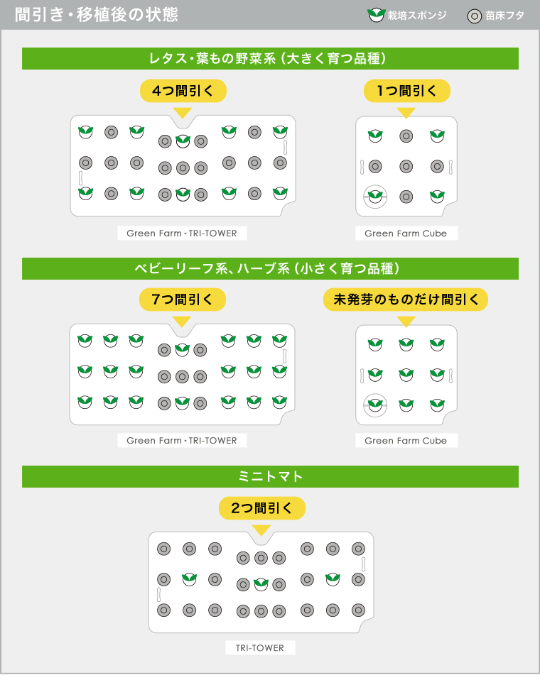  間引き・移植後の状態