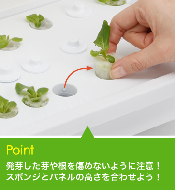 【Point】発芽した芽や根を傷めないように注意！スポンジとパネルの高さを合わせよう！