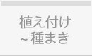 植え付け 〜 種まき