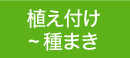 植え付け 〜 種まき