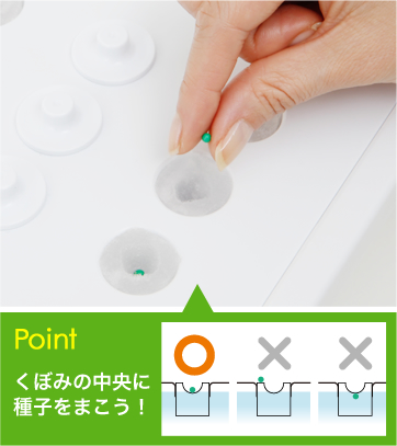 【Point】くぼみの中央に種子をまこう！