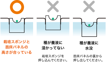 ○栽培スポンジと苗床パネルの高さが合っている／×種が養液に浸かってない／×種が養液に水没