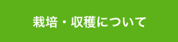 栽培・収穫について