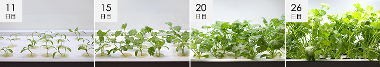 パクチー成長過程の様子