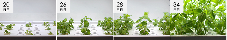 スペアミント成長過程の様子