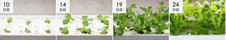 レタス（オークリーフレタス）成長過程の様子