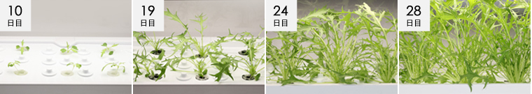 水菜成長過程の様子