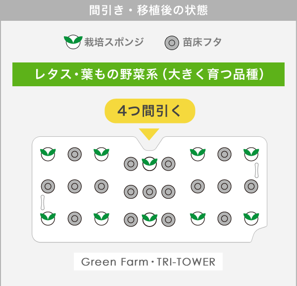 間引き・移植後の状態