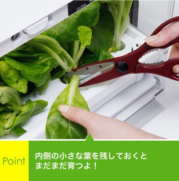 Point 内側の小さな葉を残しておくとまだまだ育つよ！