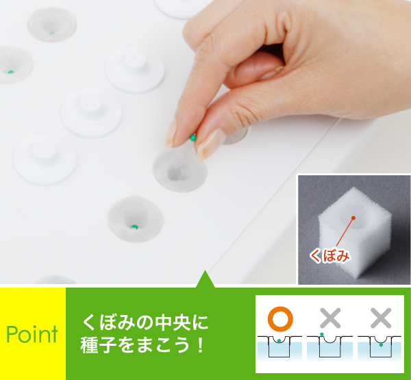 Point くぼみの中央に種子をまこう！