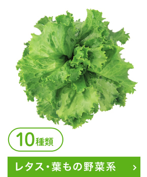 レタス・葉もの野菜系