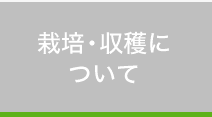 栽培・収穫について