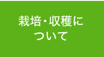 栽培・収穫について