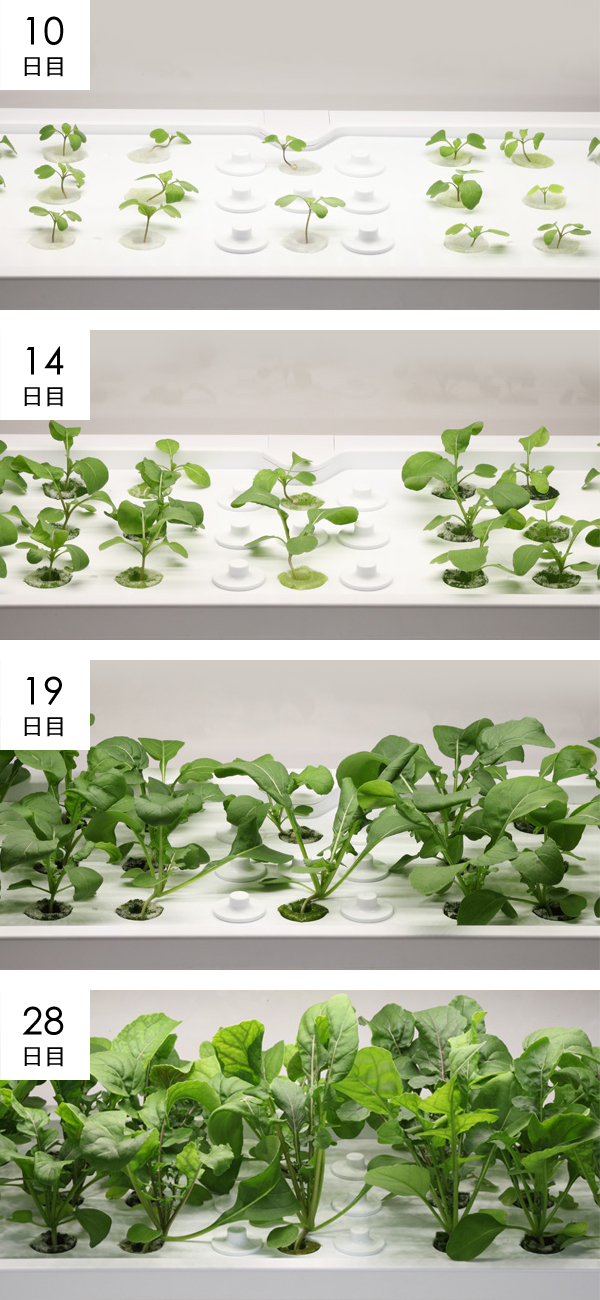 ルッコラ成長過程の様子