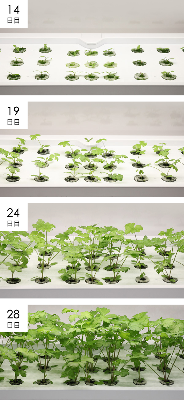 イタリアンパセリ成長過程の様子