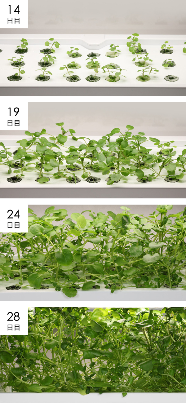 クレソン成長過程の様子