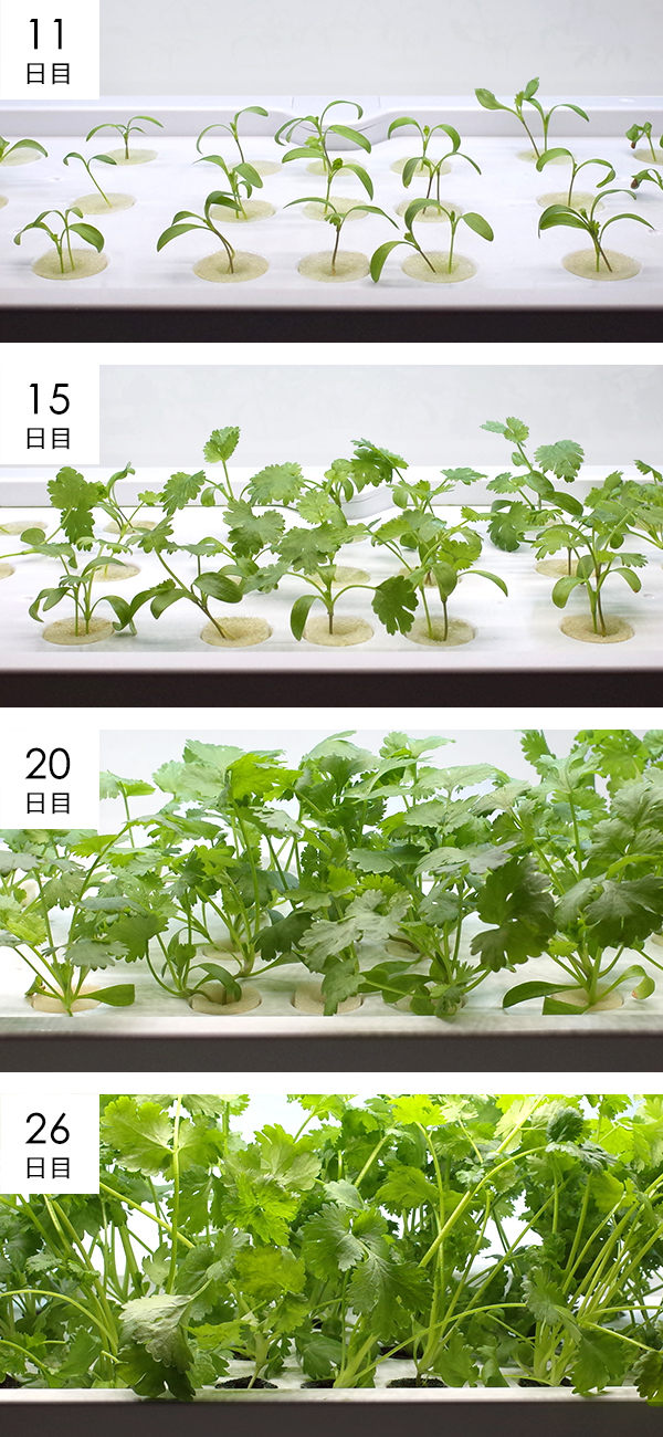 パクチー成長過程の様子