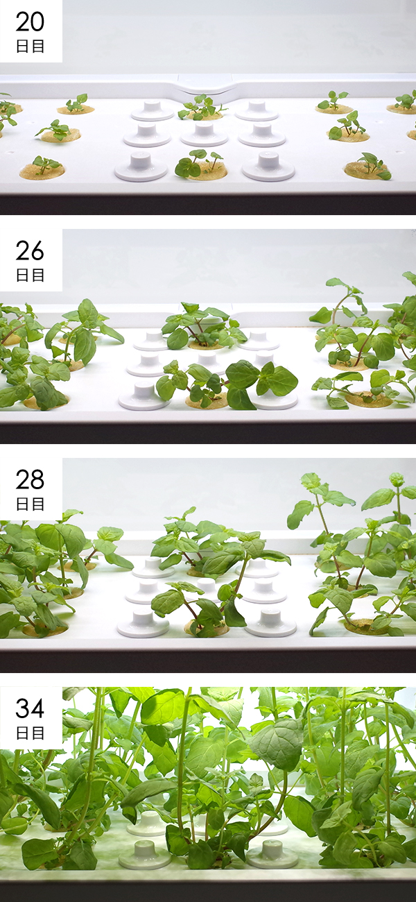 ペパーミント成長過程の様子