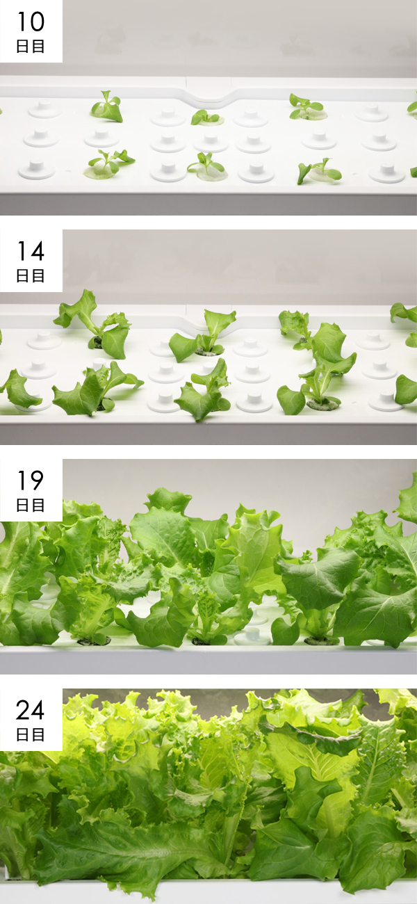 レタス（ジェンティリナグリーン）成長過程の様子