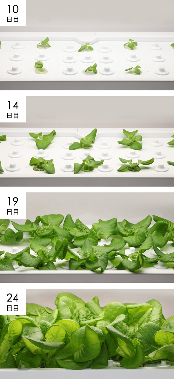 サラダ菜成長過程の様子