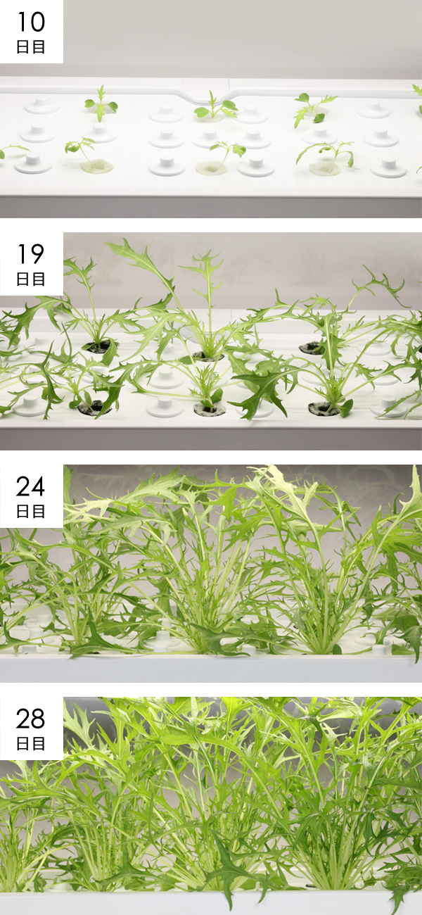 水菜成長過程の様子