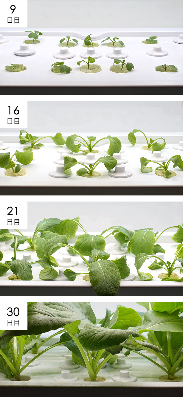 新芯菜成長過程の様子