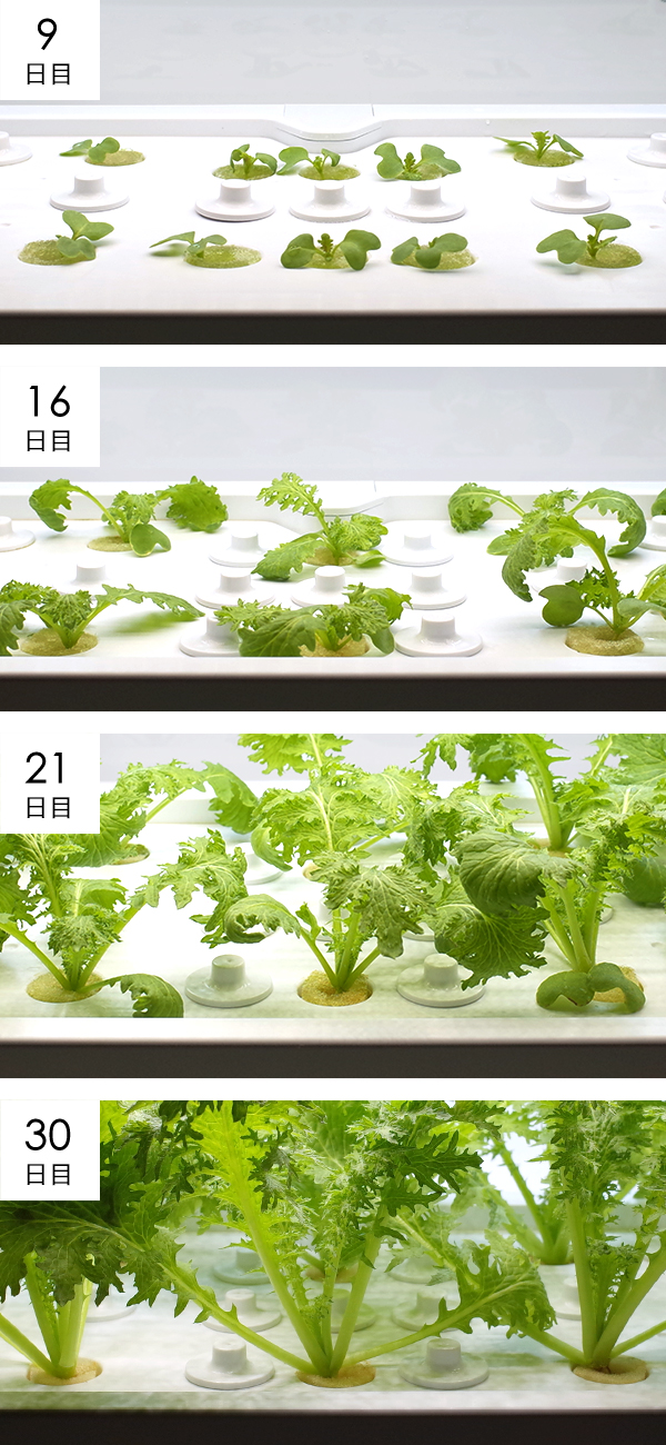 わさび菜成長過程の様子