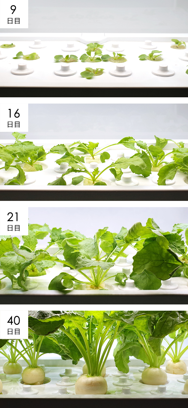ミニかぶら成長過程の様子