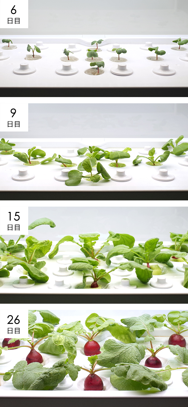 ラディッシュ成長過程の様子